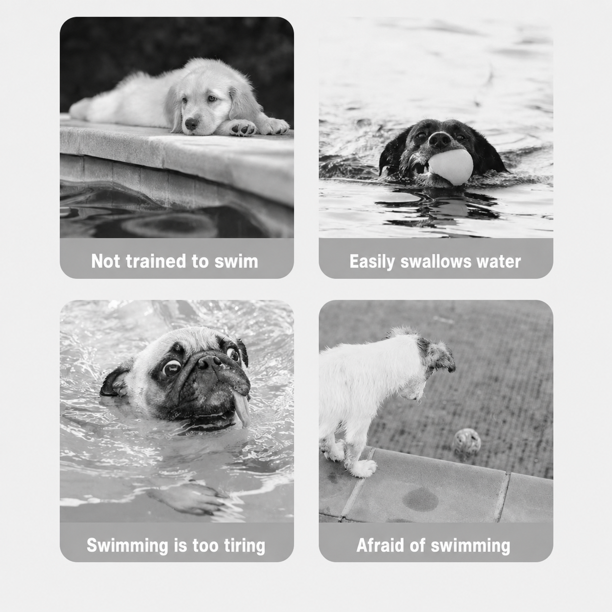 High Buoyancy Safety Swimsuit for Dogs 💧 Prevent him from swallowing water  🐶 Always keeping your head afloat  ⚡ Instant rescue handle  🐾 Ideal for low resistance
